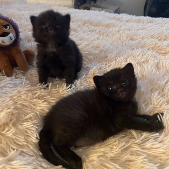 Meet your Posher, MM - Picture 6 of 6